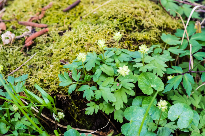 Adoxa moschatellina / Moscatella